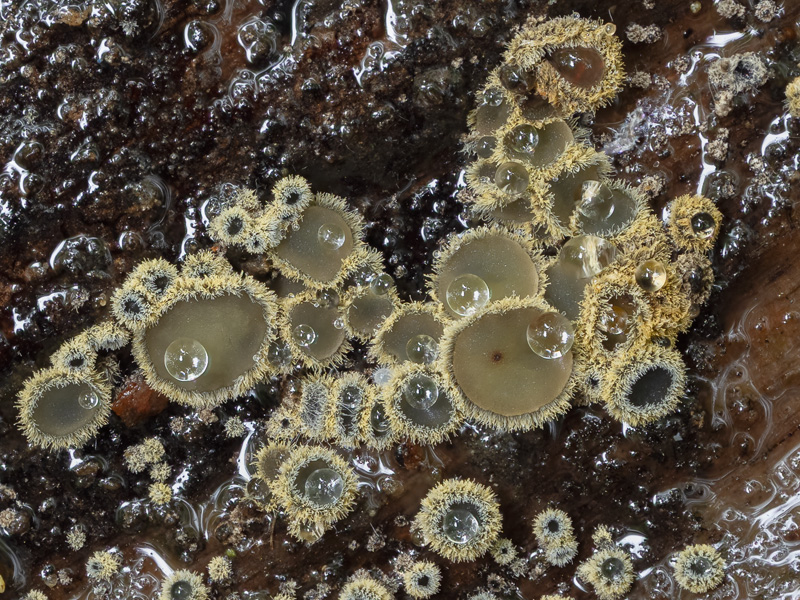 Neodasyscypha cerina
